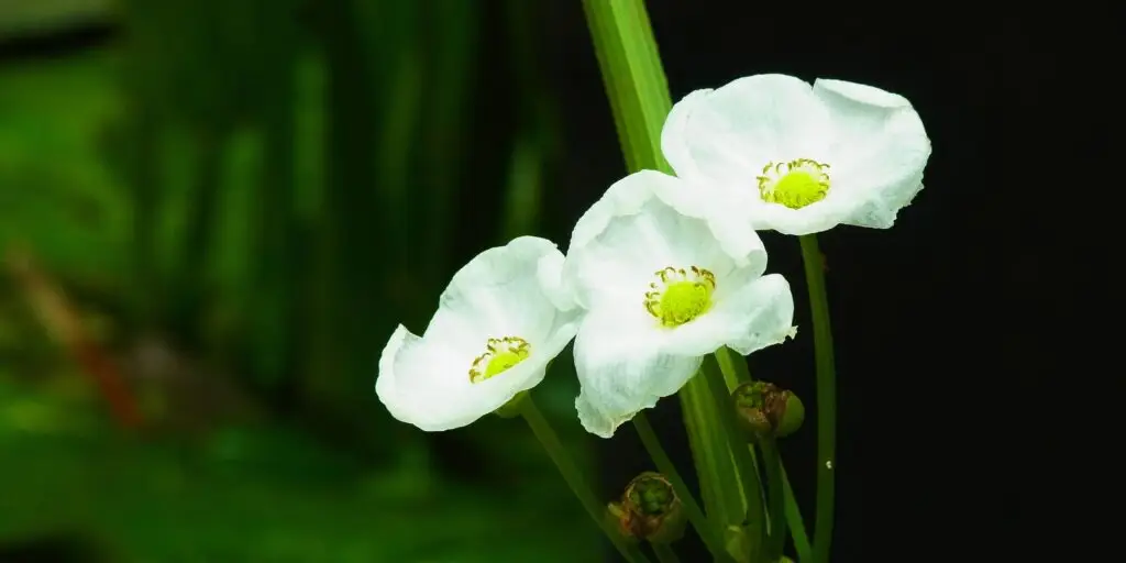 akvarijné-rastliny-rastlinkovo