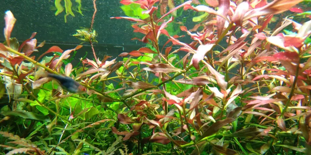 akvarijné-rastliny-rastlinkovo