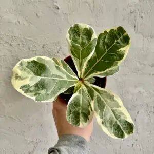 ficus-lyrata-variegata-panasovana-rastlina-rastlinkovo