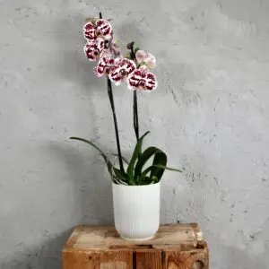 orchidea-Phalaenopsis-Harlequin-rastlinkovo
