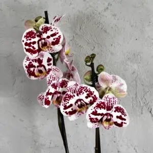 orchidea-Phalaenopsis-Harlequin-rastlinkovo