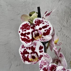 orchidea-Phalaenopsis-Harlequin-rastlinkovo