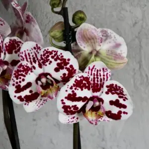 orchidea-Phalaenopsis-Harlequin-rastlinkovo