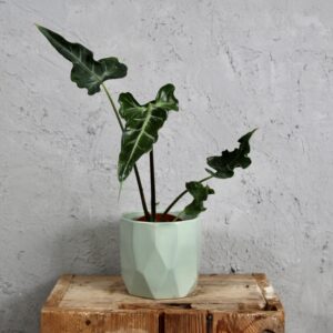 alocasia-teletubbies-rastlinkovo