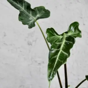 alocasia-teletubbies-rastlinkovo
