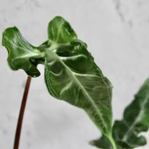 alocasia-teletubbies-rastlinkovo