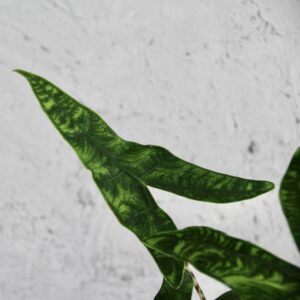 alocasia-reticulata-rastlinkovo