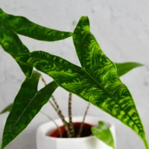 alocasia-reticulata-rastlinkovo