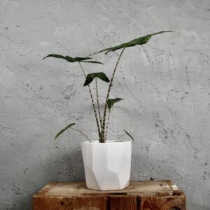 alocasia-reticulata-rastlinkovo
