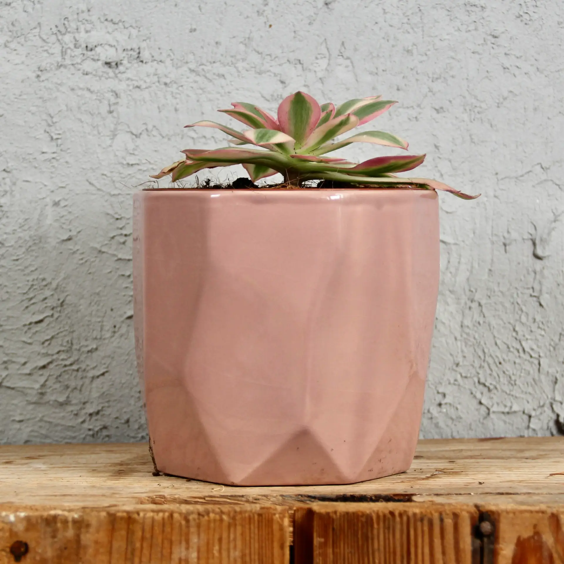 Aeonium Pink Witch 4 aeonium-pink-witch-rastlinkovo