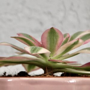 aeonium-pink-witch-rastlinkovo