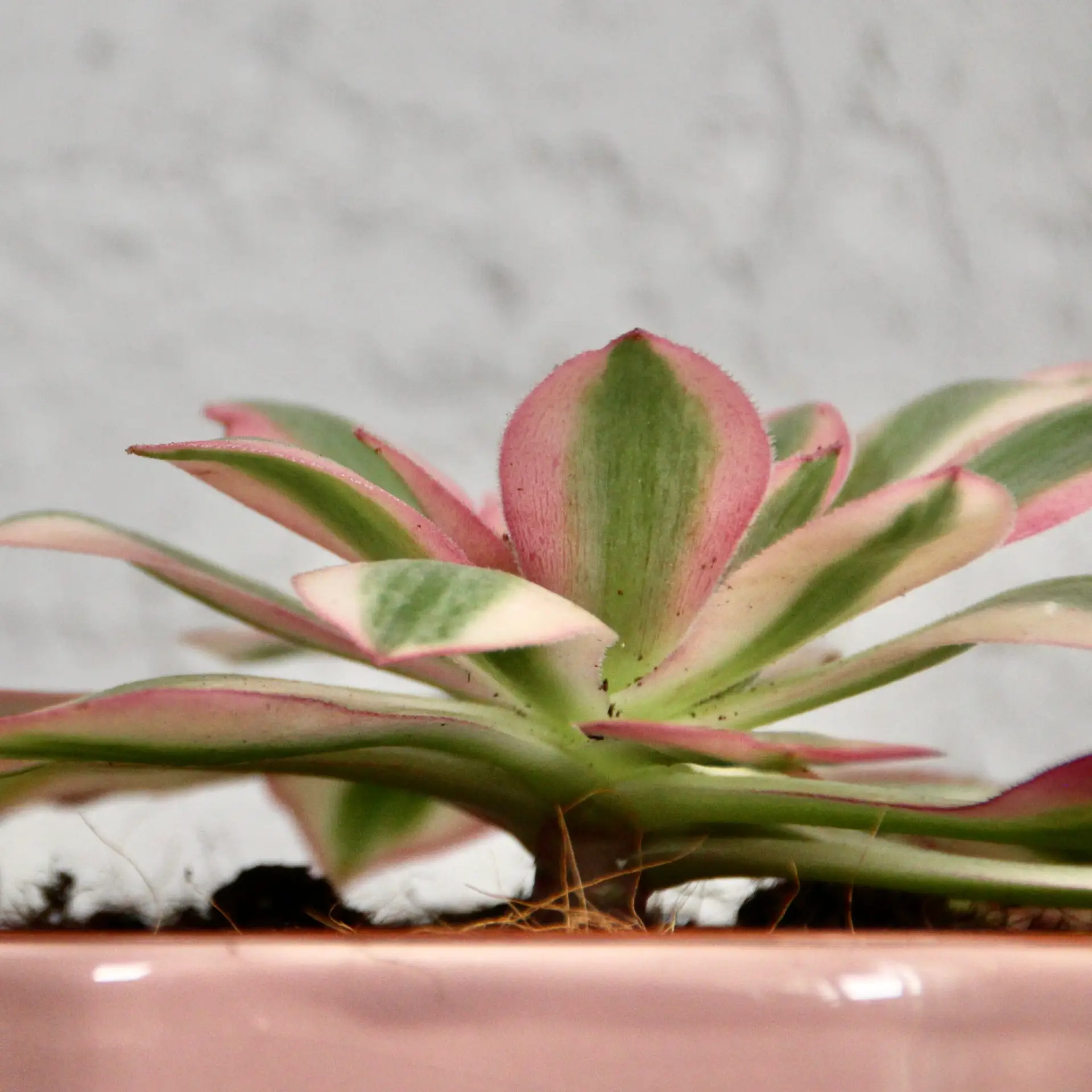 Aeonium Pink Witch 2 aeonium-pink-witch-rastlinkovo