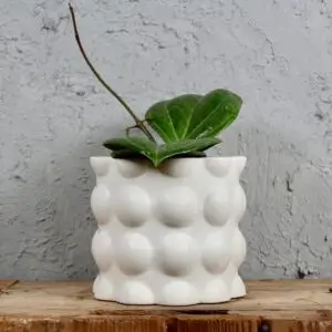 hoya-sarawak-cream-rastlinkovo