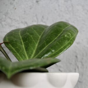 hoya-sarawak-cream-rastlinkovo