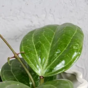 hoya-sarawak-cream-rastlinkovo