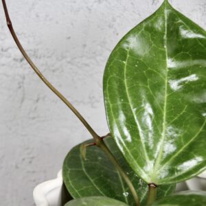 hoya-sarawak-cream-rastlinkovo