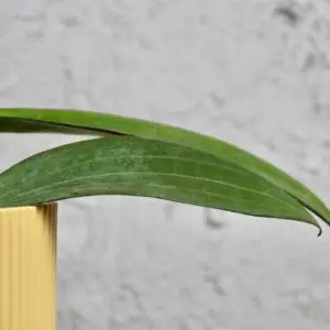 hoya-cinnamomifolia-rastlinkovo