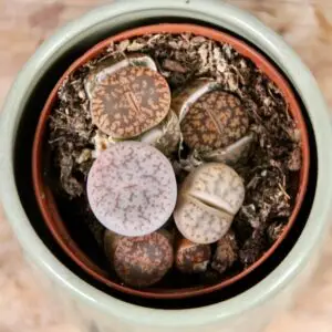 lithops-leslei-rastlinkovo