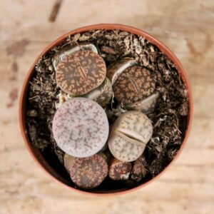 lithops-leslei-rastlinkovo