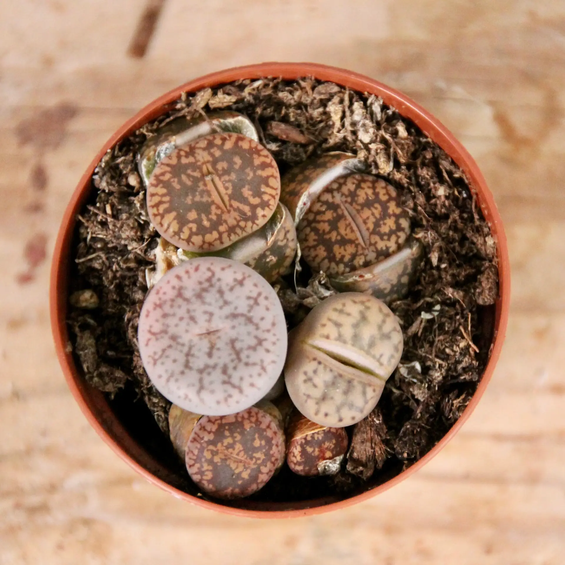 Lithops živé kamene Leslei baby 1 lithops-leslei-rastlinkovo