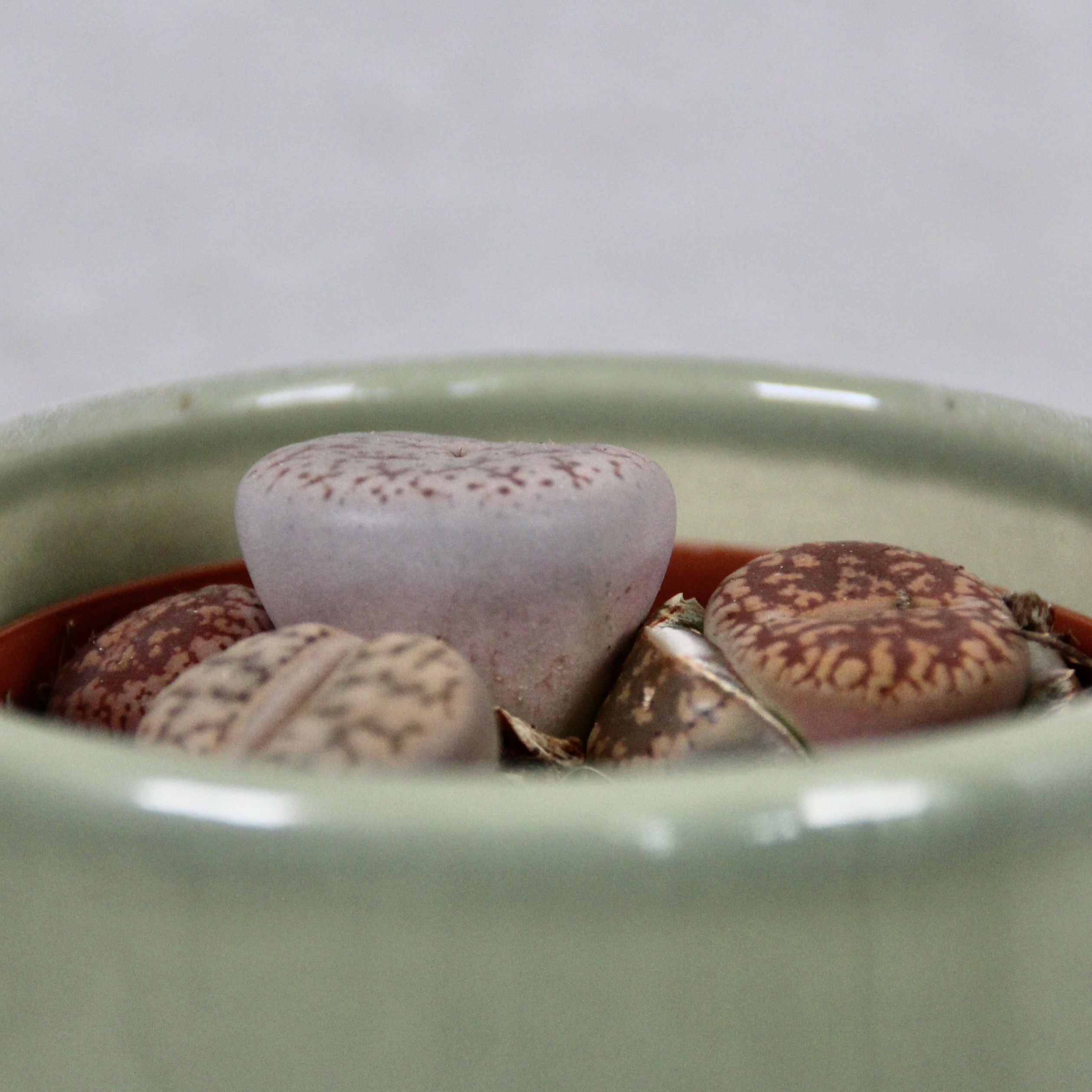 Lithops živé kamene Leslei baby 3 lithops-leslei-rastlinkovo