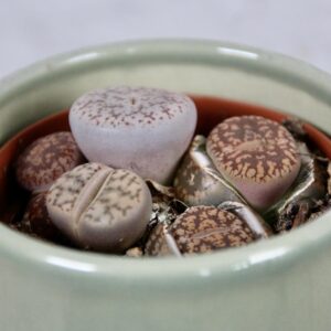 lithops-leslei-rastlinkovo