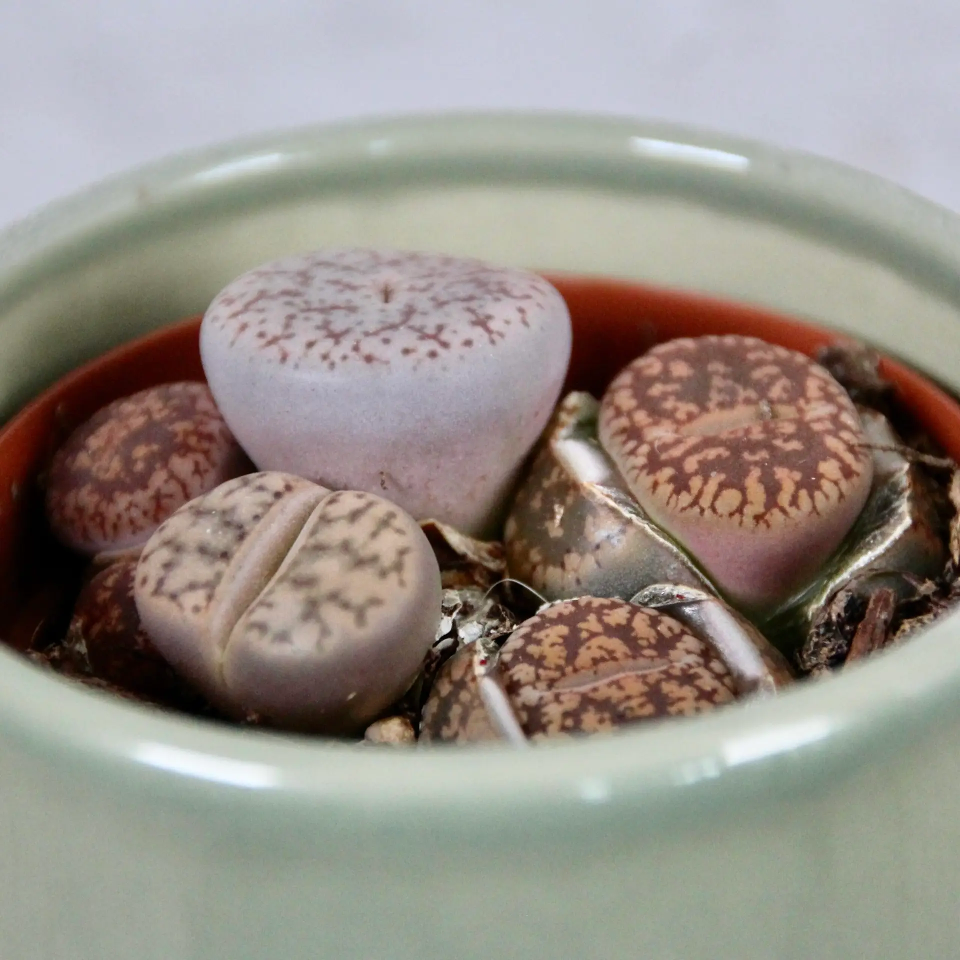 Lithops živé kamene Leslei baby 4 lithops-leslei-rastlinkovo