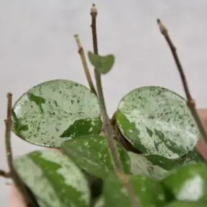 hoya-mathilde-splash-rastlinkovo
