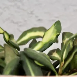 hoya-burtoniae-variegata-rastlinkovo