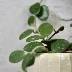 hoya-mathilde-splash-rastlinkovo