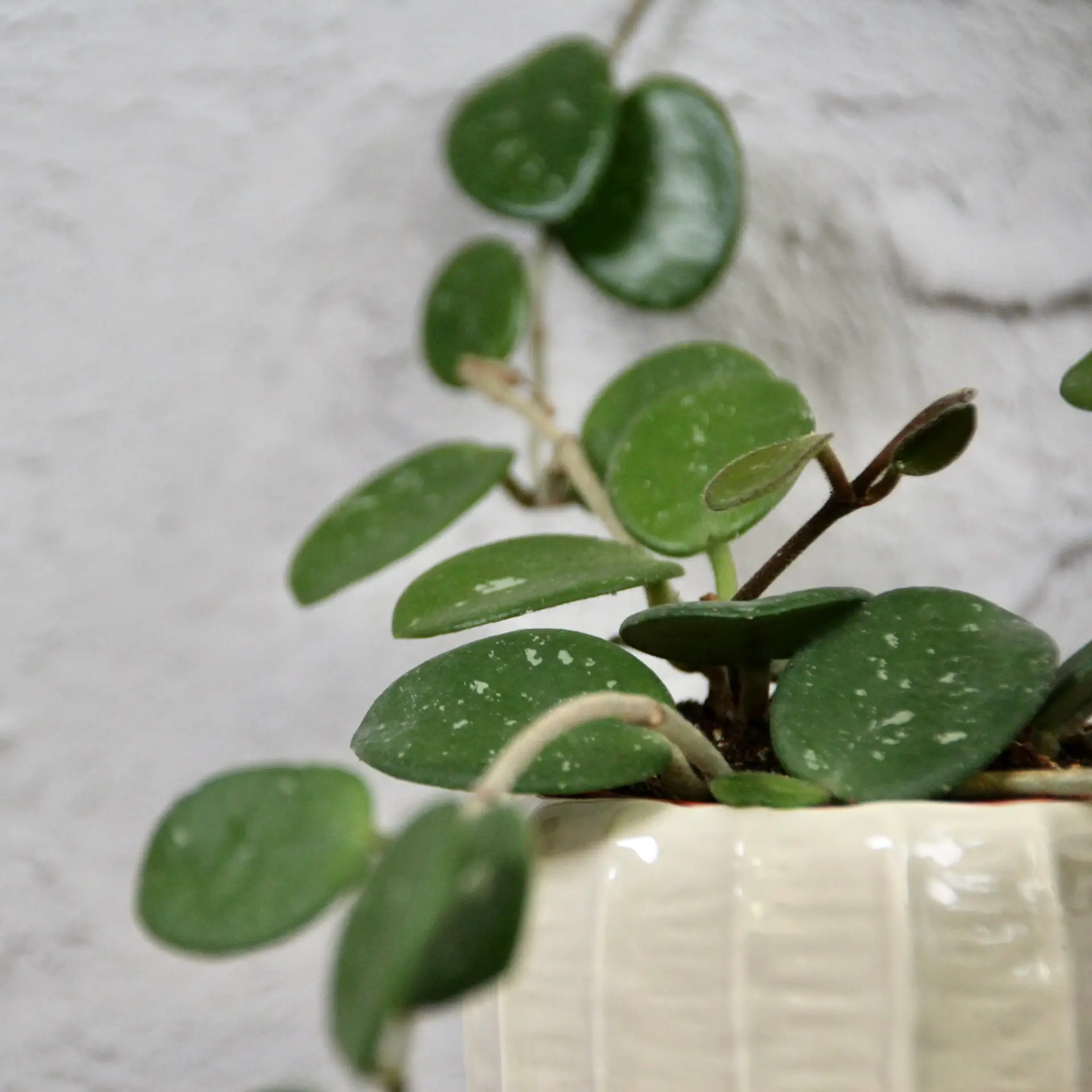 Hoya Mathilde baby 3 hoya-mathilde-splash-rastlinkovo