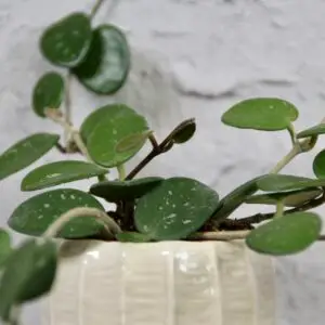 hoya-mathilde-rastlinkovo
