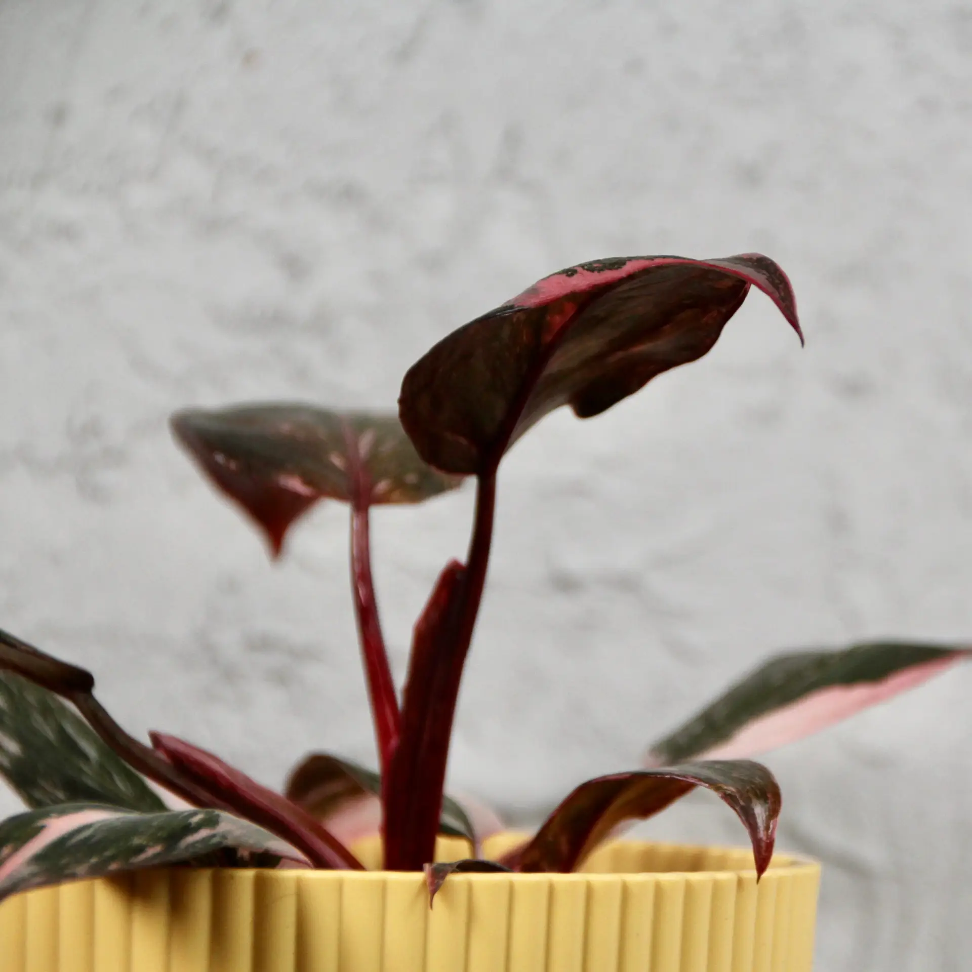 Philodendron Pink Princess marble 3 philodendron-pink-princess-marble-rastlinkovo