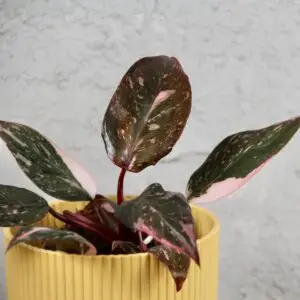 philodendron-pink-princess-marble-rastlinkovo