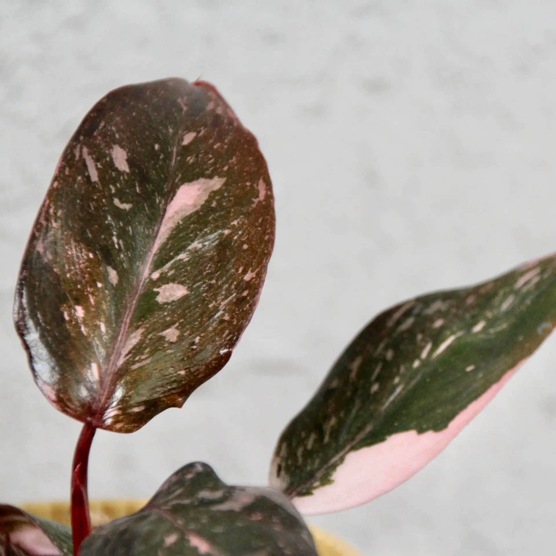 Philodendron Pink Princess marble 1 philodendron-pink-princess-marble-rastlinkovo