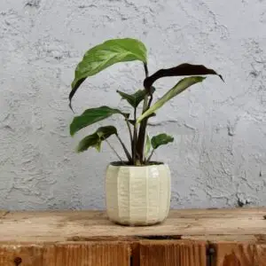 calathea-exclusive-rastlinkovo