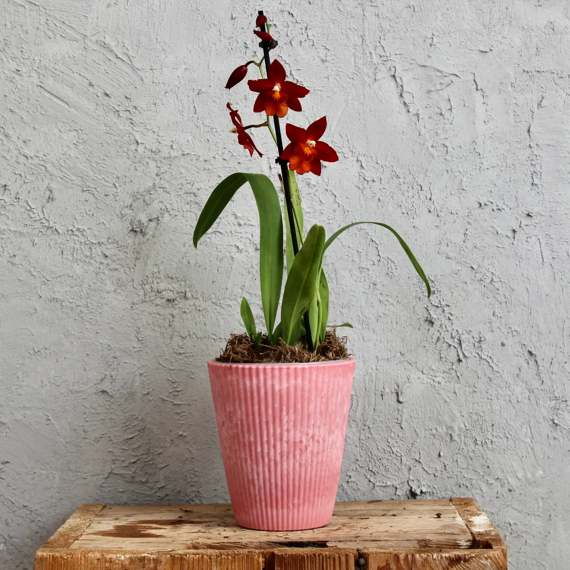 Plastový kvetináč orchid ružový Ø 12 cm 2 plastovy-kvetinac-orchid-ruzovy-rastlinkovo