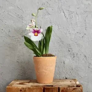 plastovy-kvetinac-orchid-zlty-rastlinkovo