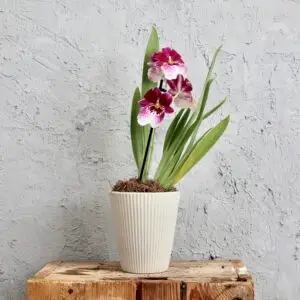 plastovy-kvetinac-orchid-sivy-rastlinkovo
