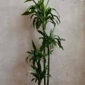 dracaena-janet-craig-rastlinkovo