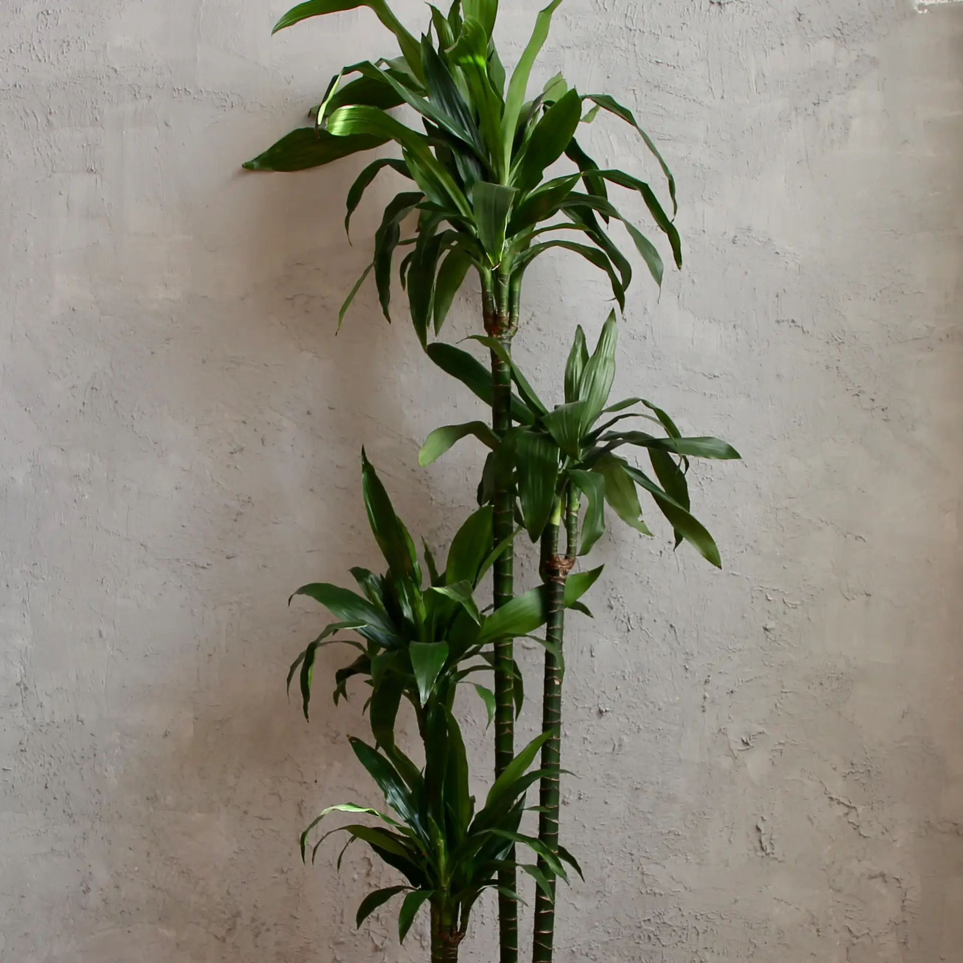 Dracaena Janet Craig XXL 4 dracaena-janet-craig-rastlinkovo