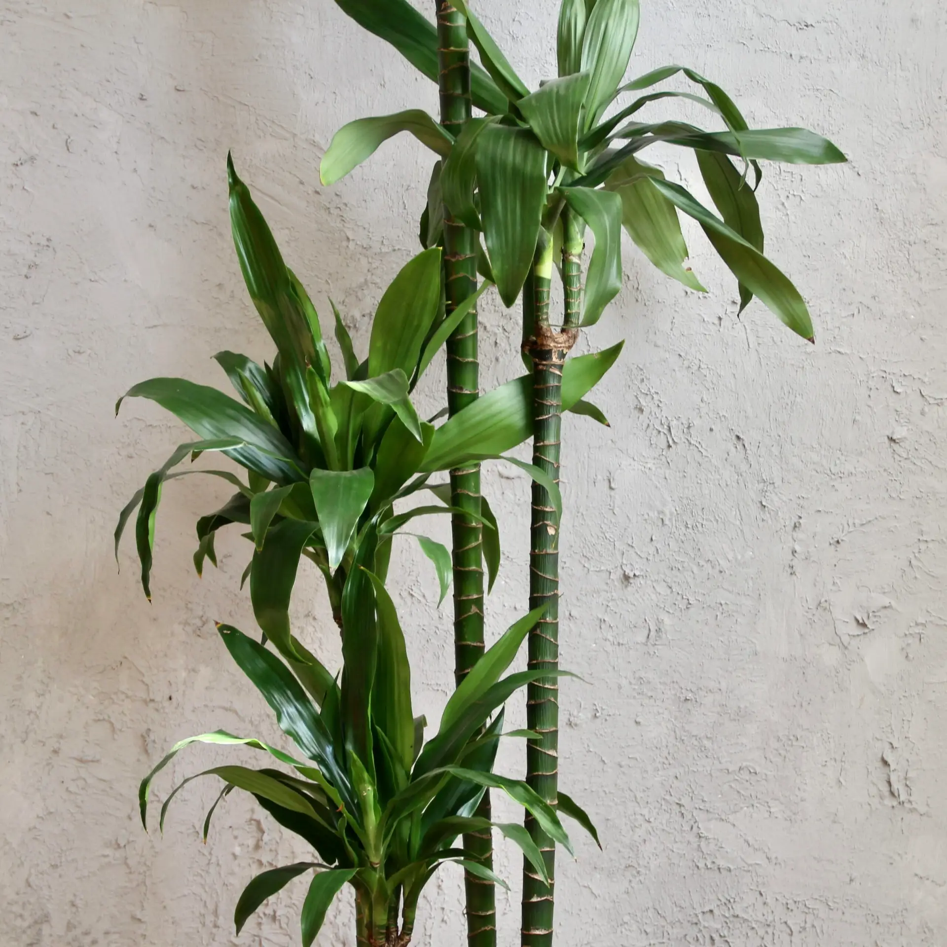 Dracaena Janet Craig XXL 2 dracaena-janet-craig-rastlinkovo