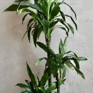 dracaena-janet-craig-rastlinkovo