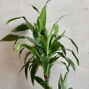 dracaena-janet-craig-rastlinkovo