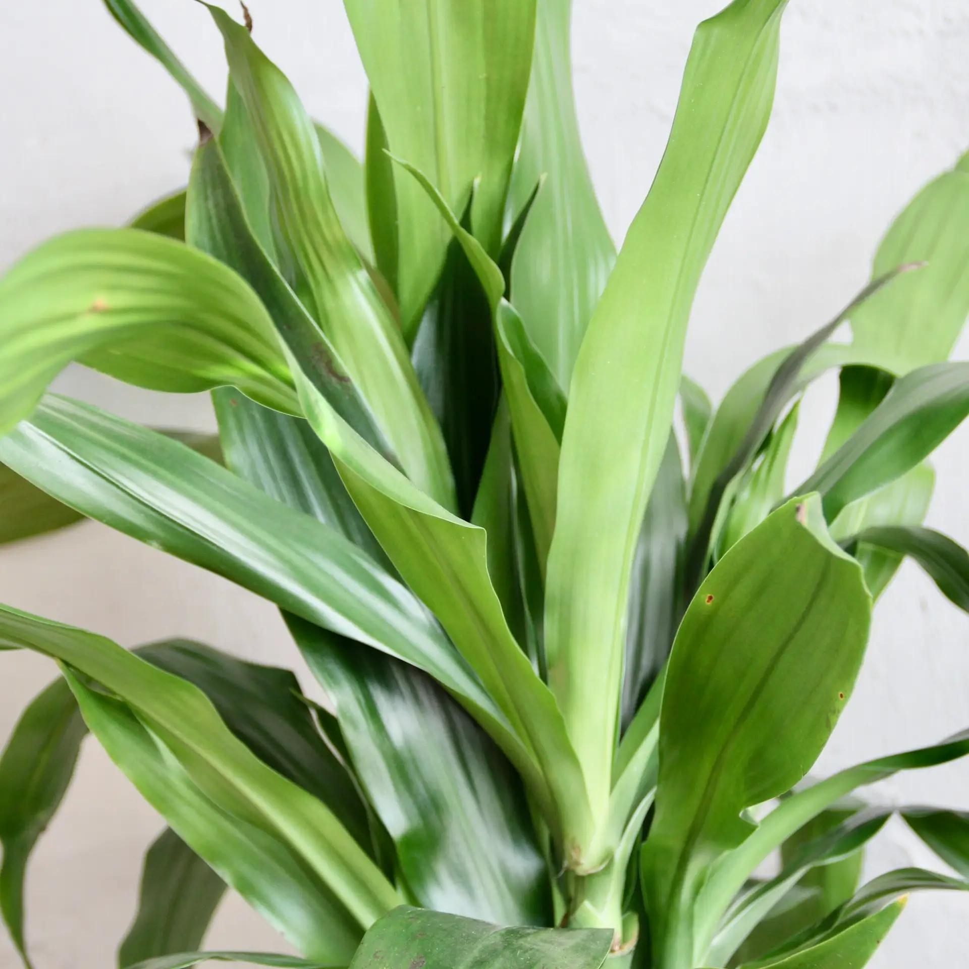 Dracaena Janet Craig XXL 3 dracaena-janet-craig-rastlinkovo