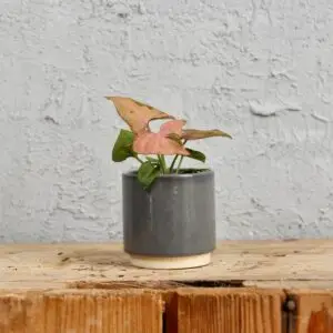 syngonium-pink-splash-ruzova-rastlina-rastlinkovo