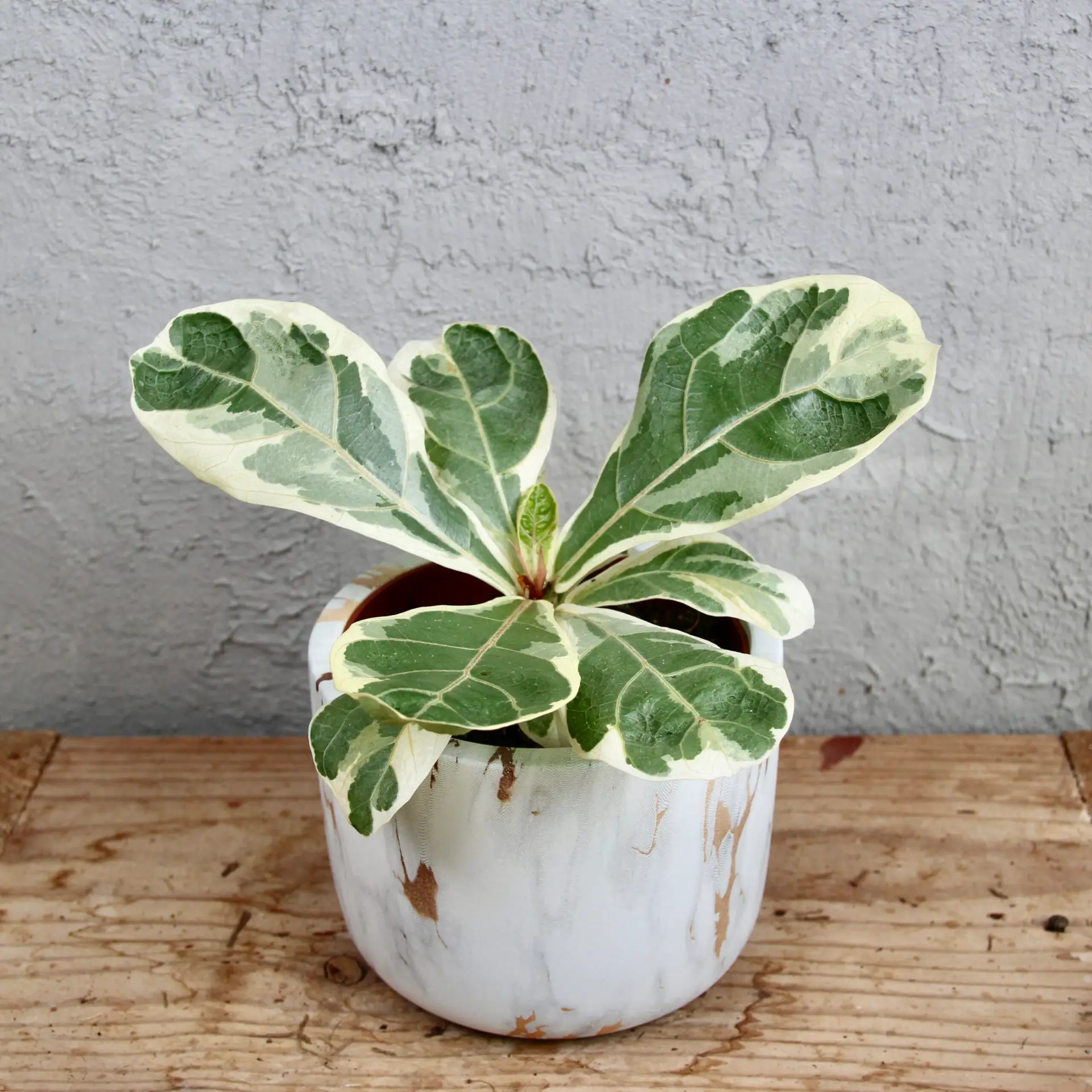 Ficus Lyrata variegata 1 ficus-lyrata-variegata-panasovana-rastlina-rastlinkovo