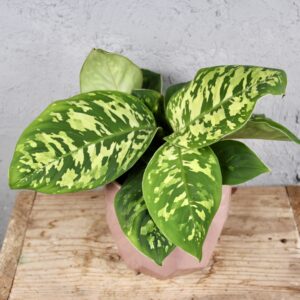 hamalomena-camouflage-rastlinkovo