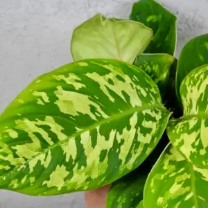 hamalomena-camouflage-rastlinkovo