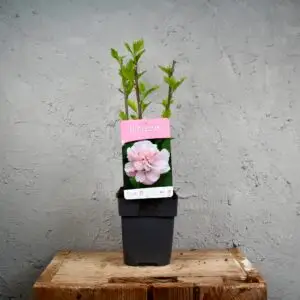 hibiscus-syriacus-rastlinkovo
